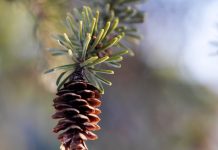 123 Citate De Craciun Citate scurte