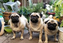 78 Citate Despre Caini – Motto-uri scurte si frumoase