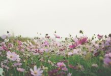 71 Citate Despre Primavara scurte pentru un inceput de saptamana optimist