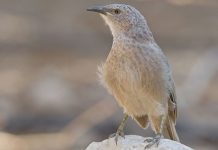 Motivul egoist din spatele naturii noastre altruiste