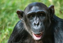 Cimpanzeii nu sunt animale de companie, indiferent de ceea ce va spun retelele sociale
