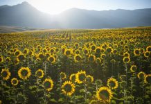 65 de citate scurte pozitive pentru a va lumina ziua