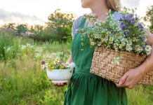 15 plante medicinale pentru durerile de stomac