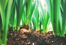 Agrotextil 90 GR/MP: Soluția ideală pentru protecția culturilor